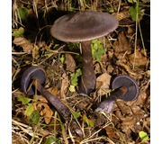 Wolligfadiger Risspilz Standerpilze Inocybe Sindonia Naturfuhrer Online