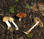 Wolligfadiger Risspilz Standerpilze Inocybe Sindonia Naturfuhrer Online