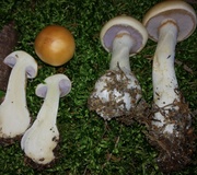 Wolligfadiger Risspilz Standerpilze Inocybe Sindonia Naturfuhrer Online