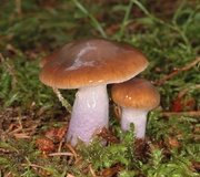 Wolligfadiger Risspilz Standerpilze Inocybe Sindonia Naturfuhrer Online