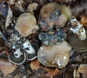 Wolligfadiger Risspilz Standerpilze Inocybe Sindonia Naturfuhrer Online
