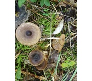 Wolligfadiger Risspilz Standerpilze Inocybe Sindonia Naturfuhrer Online