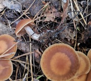 Wolligfadiger Risspilz Standerpilze Inocybe Sindonia Naturfuhrer Online