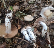 Wolligfadiger Risspilz Standerpilze Inocybe Sindonia Naturfuhrer Online