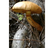 Wolligfadiger Risspilz Standerpilze Inocybe Sindonia Naturfuhrer Online
