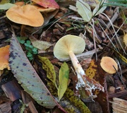 Wolligfadiger Risspilz Standerpilze Inocybe Sindonia Naturfuhrer Online