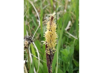 Blaugrüne Segge (Carex flacca) - © Bernard Wieser