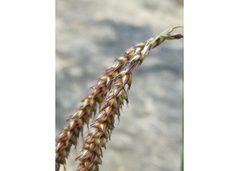 Blaugrüne Segge (Carex flacca) - © Bernard Wieser