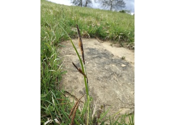 Blaugrüne Segge (Carex flacca) - © Bernard Wieser