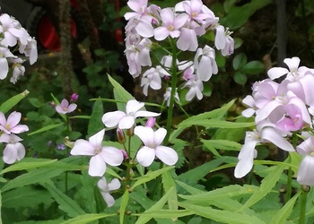 Zwiebel-Zahnwurz (Cardamine bulbifera) - © Bernard Wieser