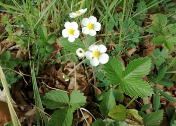 Zimt-Erdbeere (Fragaria moschata) - © Bernard Wieser