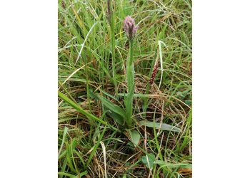 Dreizähniges Knabenkraut (Orchis tridentata) - © Bernard Wieser