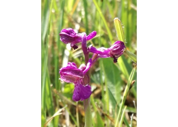 Kleines Knabenkraut (Anacamptis morio) - © Bernard Wieser