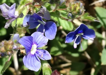 Gamander-Ehrenpreis (Veronica chamaedrys) - © Bernard Wieser