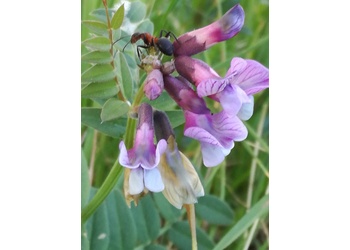 Zaun-Wicke (Vicia sepium) - © Bernard Wieser