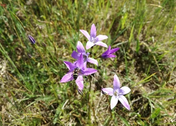 Wiesen-Glockenblume (Campanula patula) - © Bernard Wieser