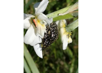 Trauer-Rosenkäfer (Oxythyrea funesta) - © Bernard Wieser