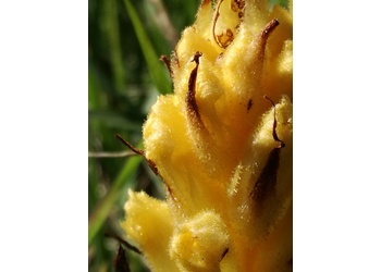 Gelbe Sommerwurz (Orobanche lutea) - © Bernard Wieser