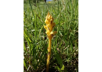 Gelbe Sommerwurz (Orobanche lutea) - © Bernard Wieser
