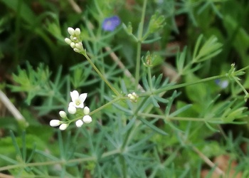 Vulkan-Labkraut (Galium eruptivum) - © Bernard Wieser