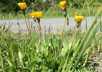 Grauer Schaft-Löwenzahn (Leontodon incanus) - © Bernard Wieser