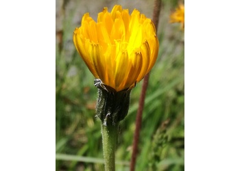 Grauer Schaft-Löwenzahn (Leontodon incanus) - © Bernard Wieser