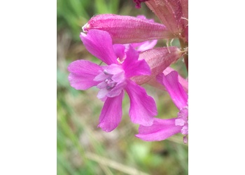 Gewöhnliche Pechnelke (Viscaria vulgaris) - © Bernard Wieser