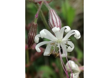 Nickendes Leimkraut (Silene nutans) - © Bernard Wieser