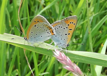 Großer Feuerfalter (Lycaena dispar) - © Bernard Wieser