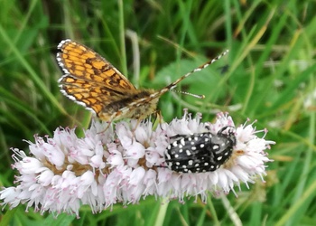Schlangen-Knöterich, Wiesen-Knöterich (Polygonum bistorta) - © Bernard Wieser