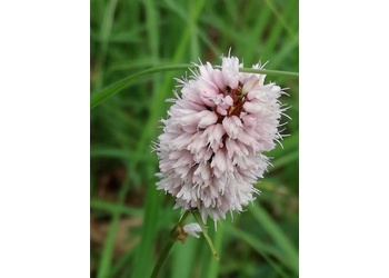 Schlangen-Knöterich, Wiesen-Knöterich (Polygonum bistorta) - © Bernard Wieser