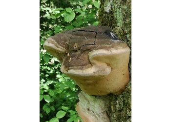 Eichenfeuerschwamm (Phellinus robustus) - © Bernard Wieser