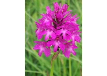 Pyramiden-Hundswurz (Anacamptis pyramidalis) - © Bernard Wieser