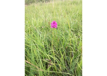 Pyramiden-Hundswurz (Anacamptis pyramidalis) - © Bernard Wieser