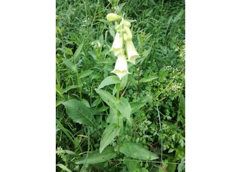 Großblütiger Fingerhut (Digitalis grandiflora) - © Bernard Wieser