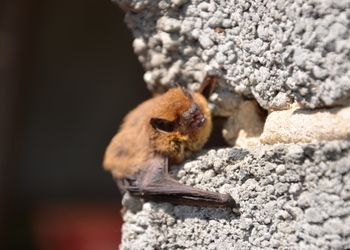 Weißrandfledermaus (Pipistrellus kuhlii) - © Bernard Wieser