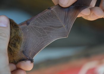 Weißrandfledermaus (Pipistrellus kuhlii) - © Bernard W