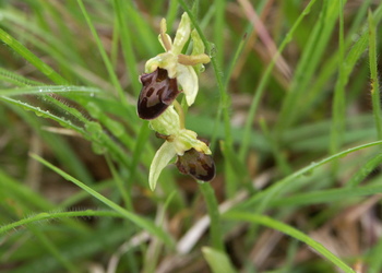 Spinnen-Ragwurz (Ophrys sphegodes) - © Bernard Wieser