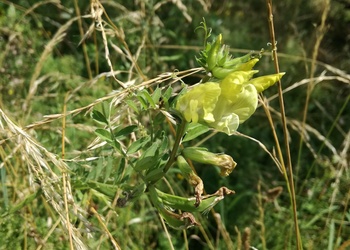 Gelbe Wicke (Vicia lutea) - © Bernard Wieser