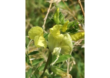 Gelbe Wicke (Vicia lutea) - © Bernard Wieser