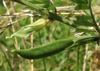 Gelbe Wicke (Vicia lutea) - © Bernard Wieser