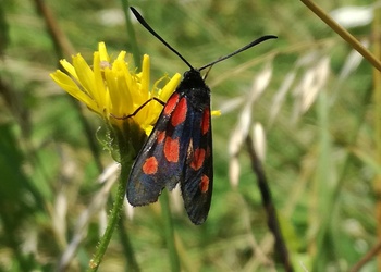Klee-Widderchen (Zygaena lonicerae) - © Bernard Wieser