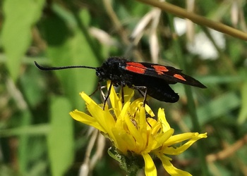 Klee-Widderchen (Zygaena lonicerae) - © Bernard Wieser