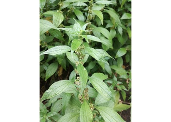 Aufrechtes Glaskraut (Parietaria officinalis) - © Bernard Wieser