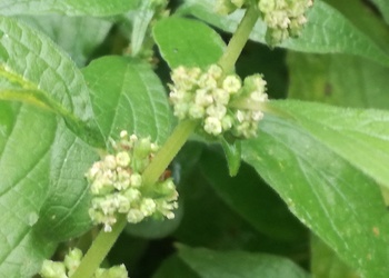 Aufrechtes Glaskraut (Parietaria officinalis) - © Bernard Wieser