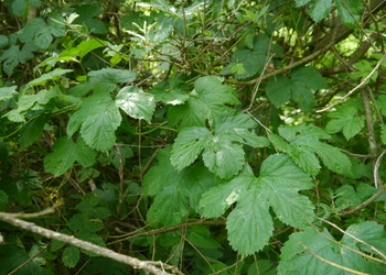 Hopfen (Humulus lupulus) - © Patrick Schwager