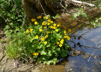 Sumpfdotterblume (Caltha palustris) - © Patrick Schwager