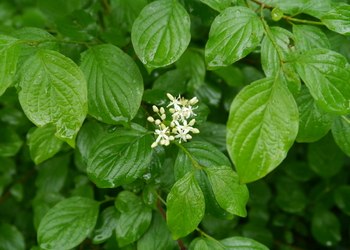 Blutroter Hartriegel (Cornus sanguinea) - © Patrick Schwager