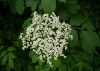 Schwarzer Holunder (Sambucus nigra) - © Patrick Schwager