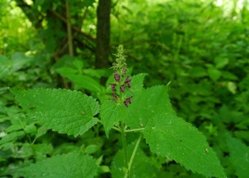 Wald-Ziest (Stachys sylvatica) - © Patrick Schwager